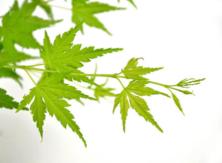 hojas arce japon&eacute;s verde