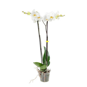 orquídea blanca 100cm