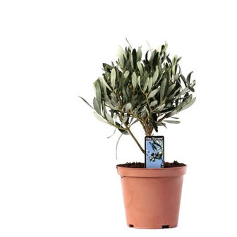 árbol olivo pequeño