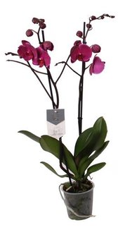 orquídea morada 40cm