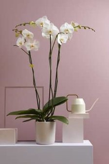orquídea blanca 100cm