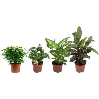 set 4 plantas urban jungle medium