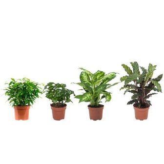 set 4 plantas urban jungle medium