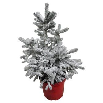 árbol de navidad picea abies blanco 60cm