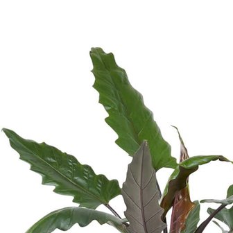 hojas de alocasia lauterbachiana