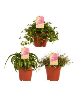 trio de plantas colgantes