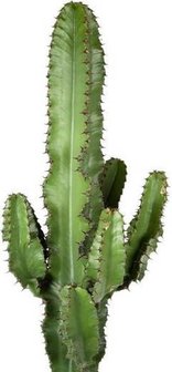 euphorbia eritrea 85cm
