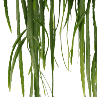 lepismium bolivianum hojas colgantes
