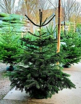 árbol de navidad natural abeto normandía