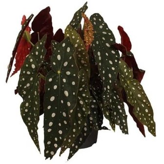 begonia maculata grande 45cm