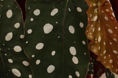 hojas begonia maculata