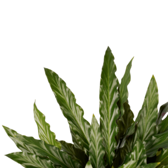 hojas calathea elgergrass