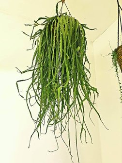lepismium bolivianum planta colgante
