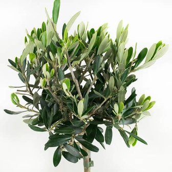 hojas &aacute;rbol olivo 50cm