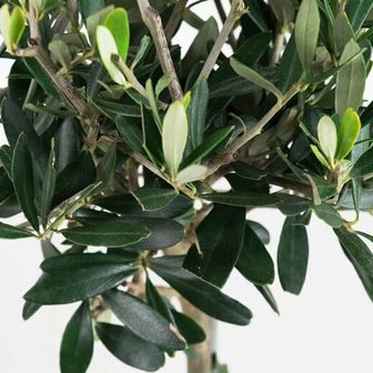hojas árbol olivo