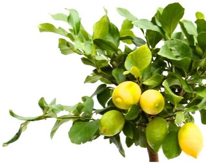 árbol limonero limones