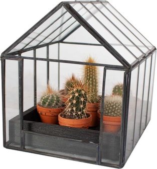 6 mini cactus diferentes en mini invernadero
