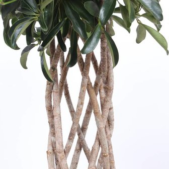 trenzado cheflera arboricola compacta