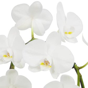 flores orquídea blanca