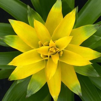 flor bromelia guzmania deseo amarilla
