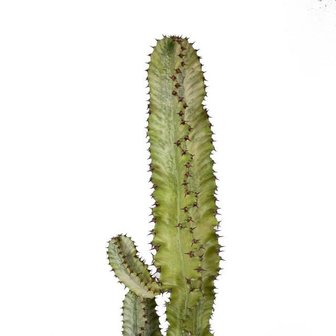 cactus euphorbia eritrea variegata