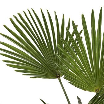 hojas palmera trachycarpus wagneriana