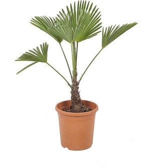 palmera trachycarpus wagneriana 75cm