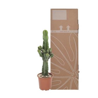 cactus eritrea preparado para el transporte