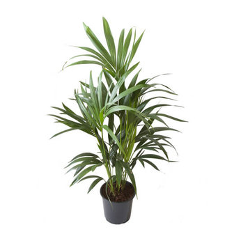 palmera kentia 100cm