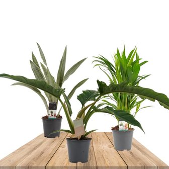 trio plantas aire limpio