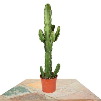 cactus euphorbia eritrea 85cm