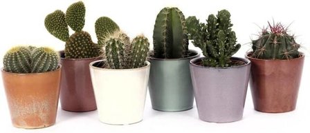 6 cactus en maceteros