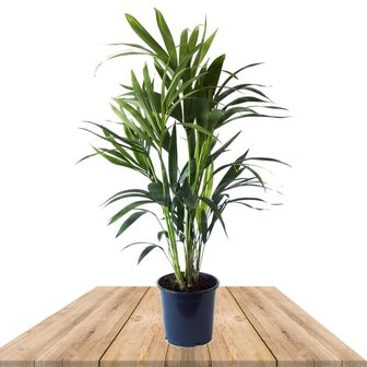 palmera kentia 90cm
