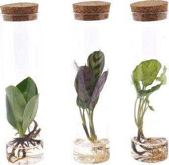 set de plantas hidropónicas tubos de cristal