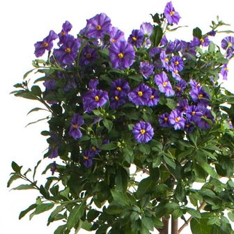flores solanum rantonetti azul