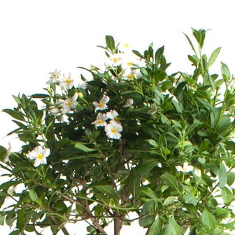flores solanum rantonetti blanco