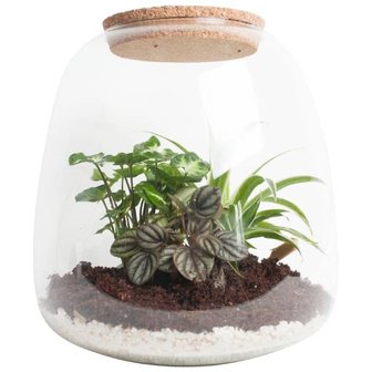 terrario de vidrio con plantas