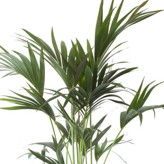 hojas palmera kentia