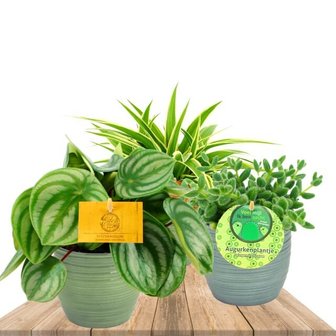 trio de plantas de interior con maceteros