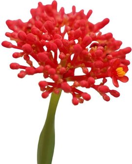 flor jatrofa