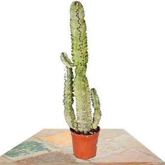 cactus euphorbia eritrea variegata 80cm