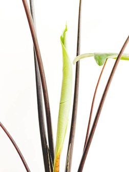 alocasia black stem tallos