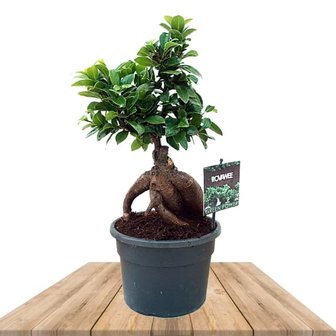 ficus ginseng bonsai