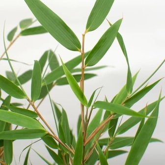 hojas bamb&uacute; (fargesia rufa)