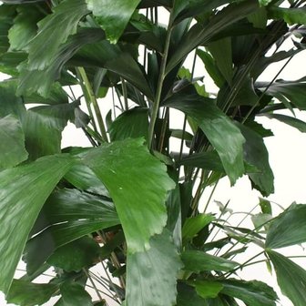 hojas palmera caryota mitis