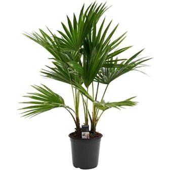 palmera livistona 100cm