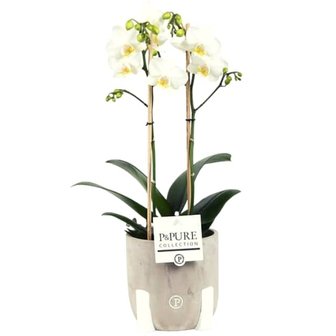orquidea blanca 2 ramas