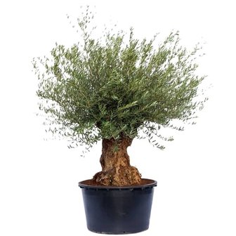 olivo bonsai grande