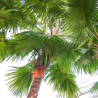 palmera livistona decipiens grande