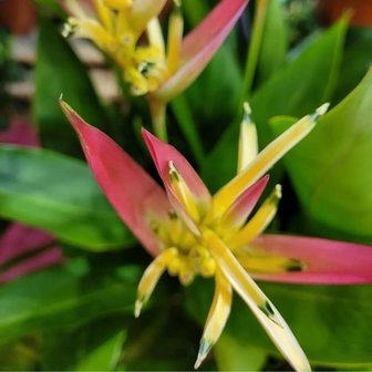 flor heliconia hawaii